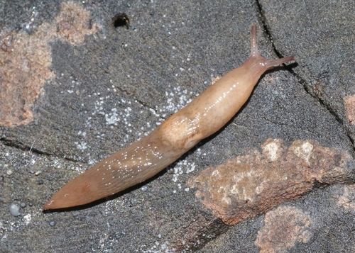 Chestnut Slug