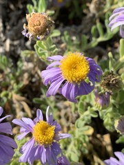 Amellus asteroides mollis