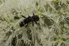 Scrobiger splendidus