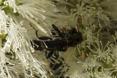 Scrobiger splendidus