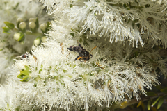 Scrobiger splendidus