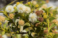 Acacia huegelii