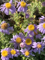 Amellus asteroides mollis