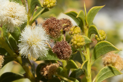 Acacia huegelii