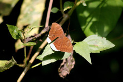 Tanaecia iapis