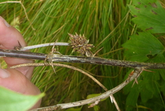 Rhopalomyia grossulariae