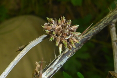 Rhopalomyia grossulariae