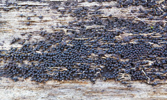 Byssosphaeria rhodomphala