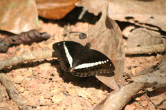 Euthalia recta