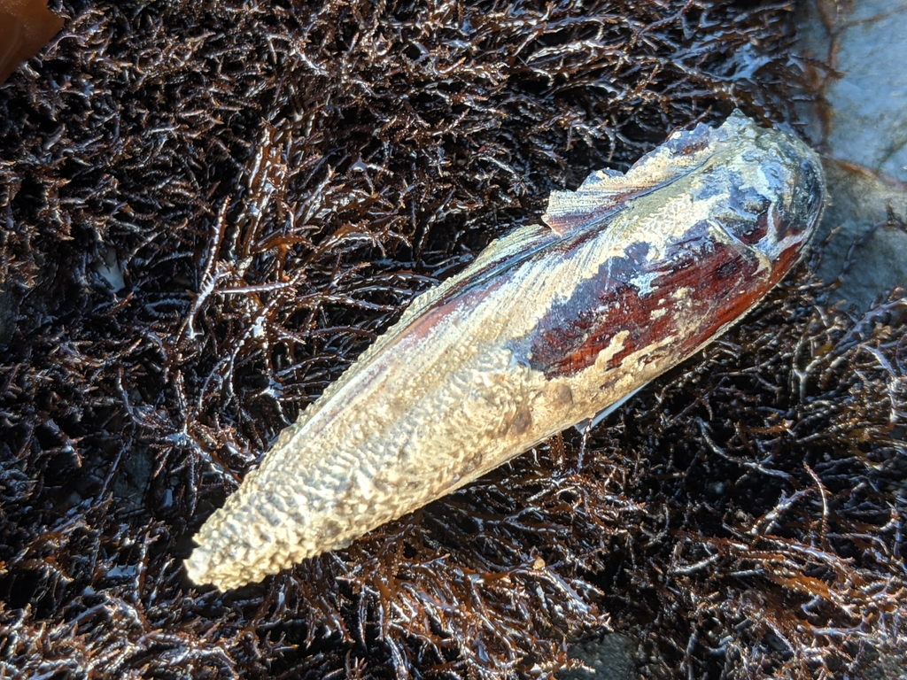 Feather Date Mussel