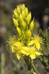 Calytrix flavescens