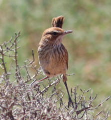 Calamanthus campestris