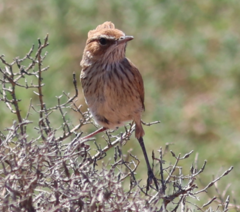 Calamanthus campestris
