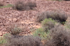 Calamanthus campestris