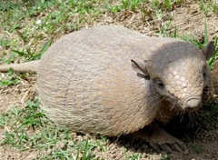 Euphractus sexcinctus