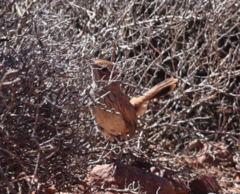 Calamanthus campestris