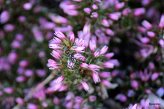 Andersonia caerulea