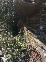 Coprosma propinqua