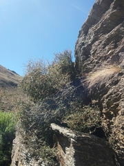 Coprosma propinqua