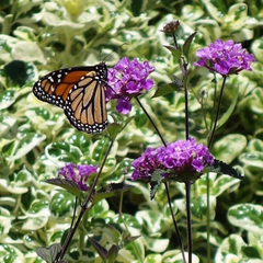 Danaus plexippus