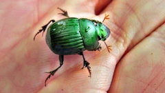 Chalcocopris hesperus