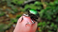 Chalcocopris hesperus