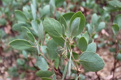 Arctostaphylos mewukka