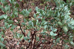 Arctostaphylos mewukka