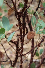 Arctostaphylos mewukka