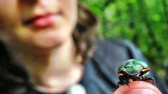 Chalcocopris hesperus