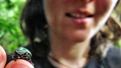 Chalcocopris hesperus