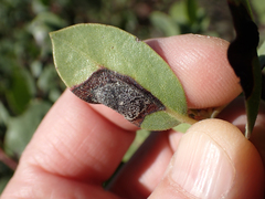 Exobasidium vaccinii