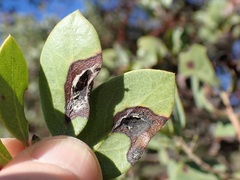 Exobasidium vaccinii