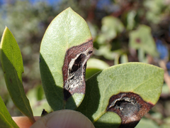 Exobasidium vaccinii