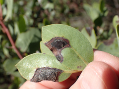 Exobasidium vaccinii