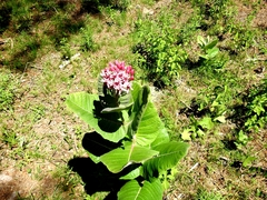 Asclepias otarioides
