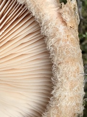 Lactarius tesquorum