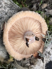 Lactarius tesquorum