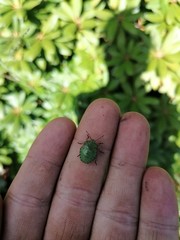 Palomena prasina