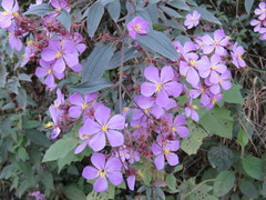 Chaetogastra scabriuscula