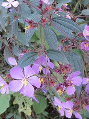 Chaetogastra scabriuscula