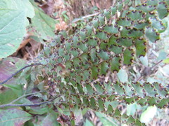 Adiantum patens