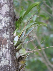 Prosthechea magnispatha