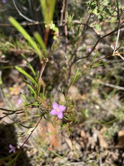 Boronia filifolia