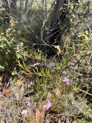 Boronia filifolia