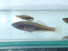 Hypseleotris klunzingeri