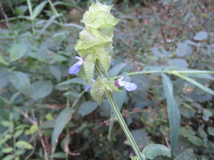 Salvia mocinoi