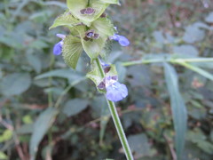 Salvia mocinoi