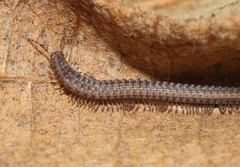 Tynommatidae