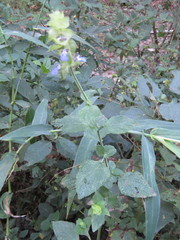 Salvia mocinoi